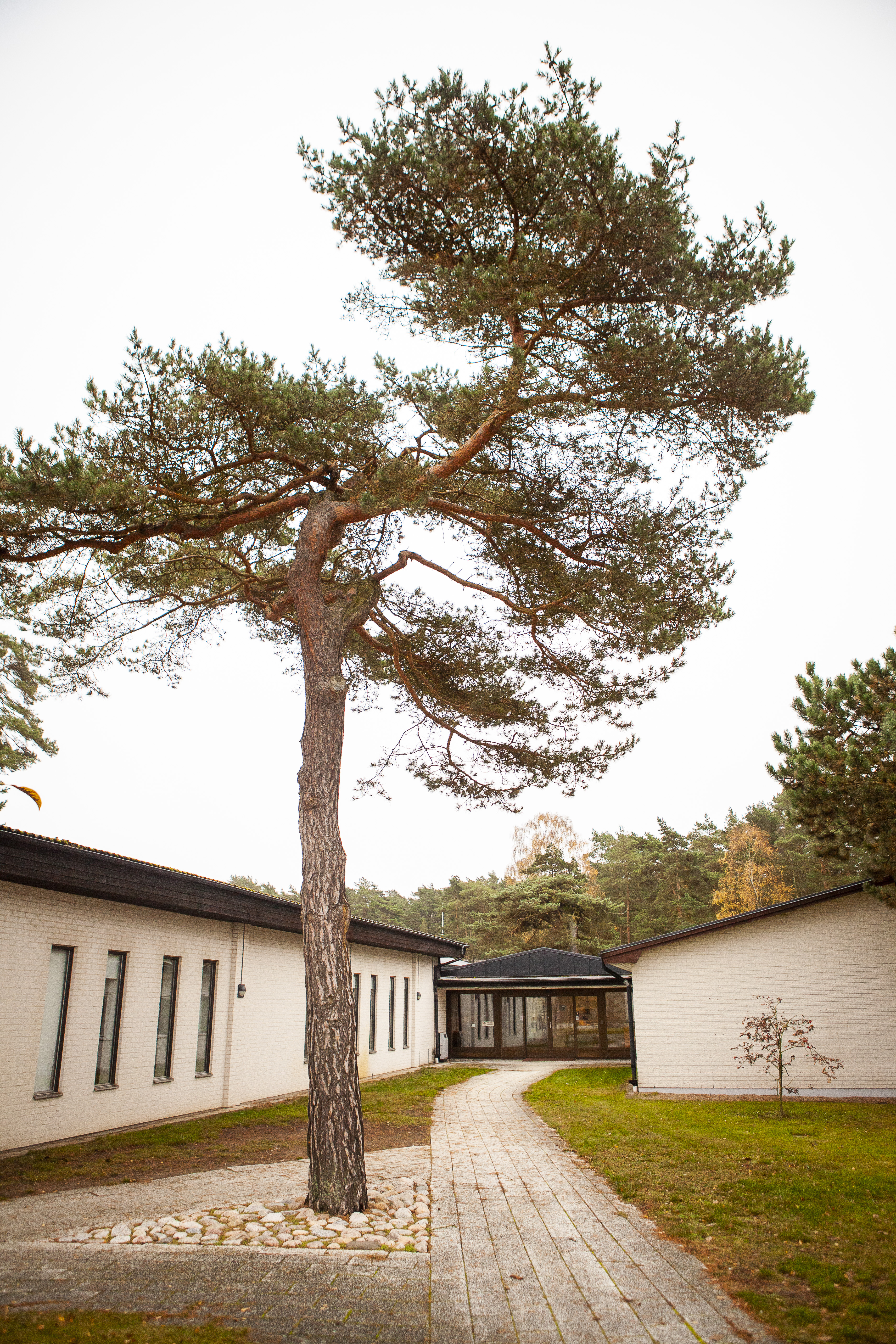 En tall med skolbyggnad bakom